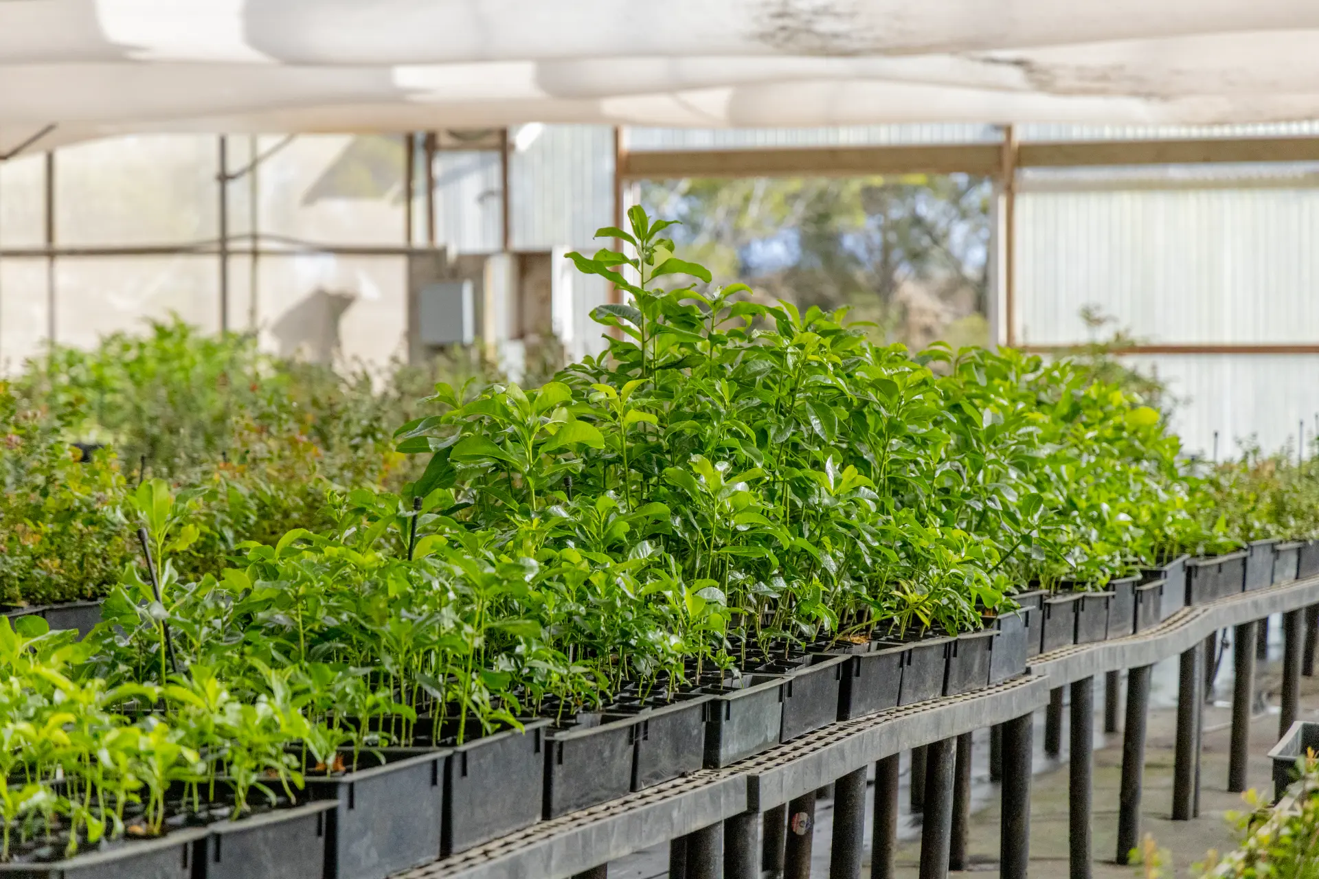 Rows of young trees being nurtured in the nursery