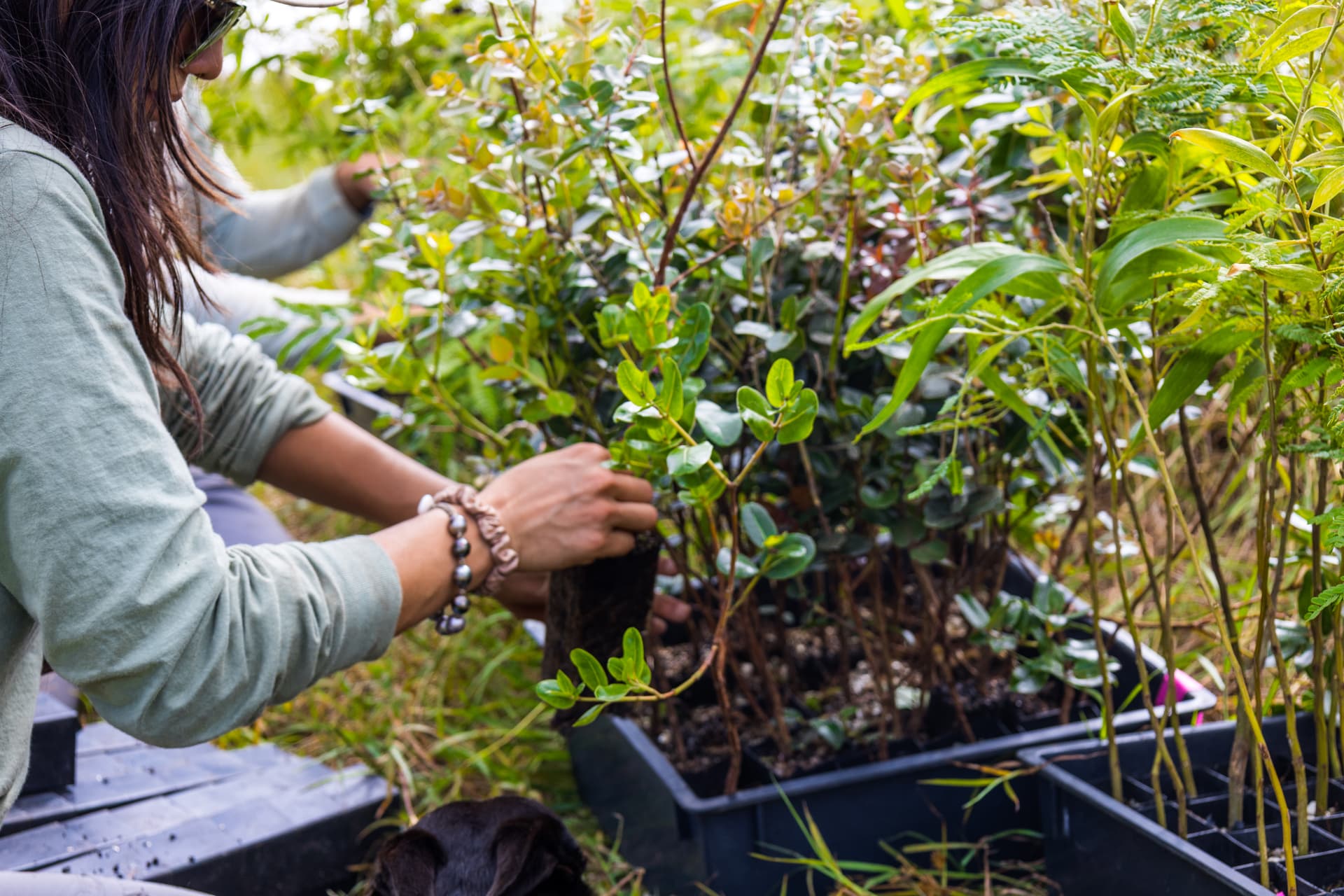 A team member carefully tending native seedlings